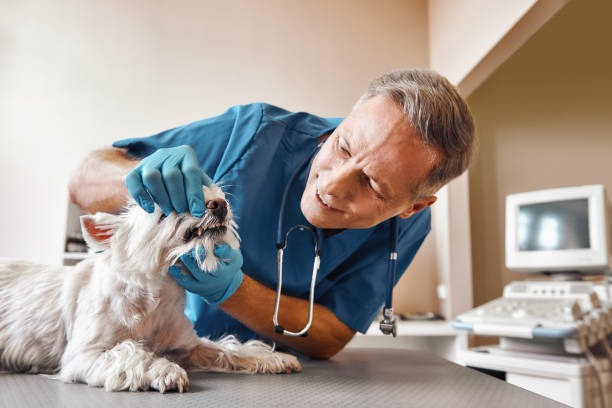 Best Emergency Tooth Extraction in Adrian, MN